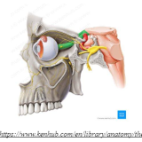 anatomi saraf mata